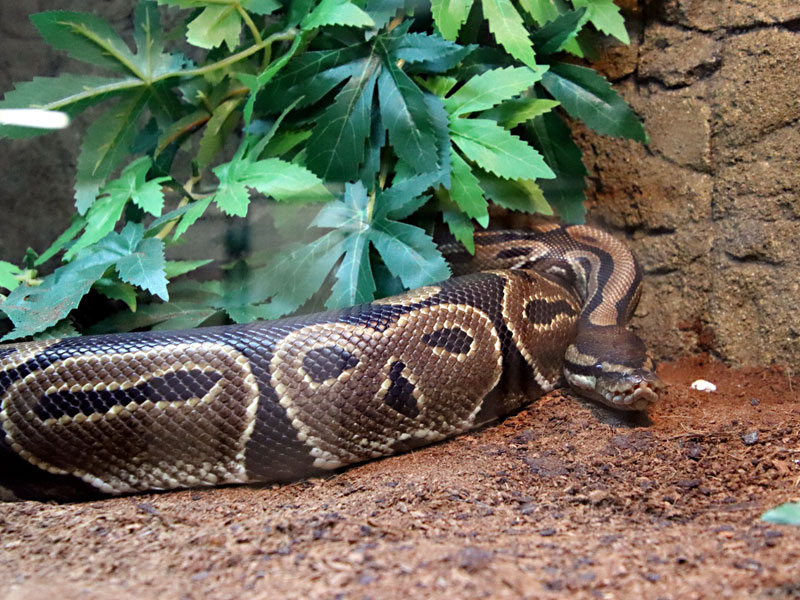 Ball Python at GarLyn Zoo